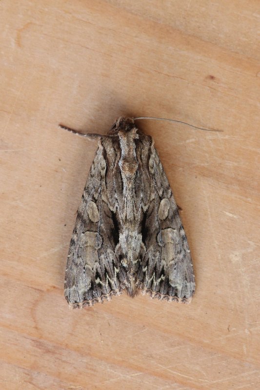 Apamea monoglypha - Graswortelvlinder