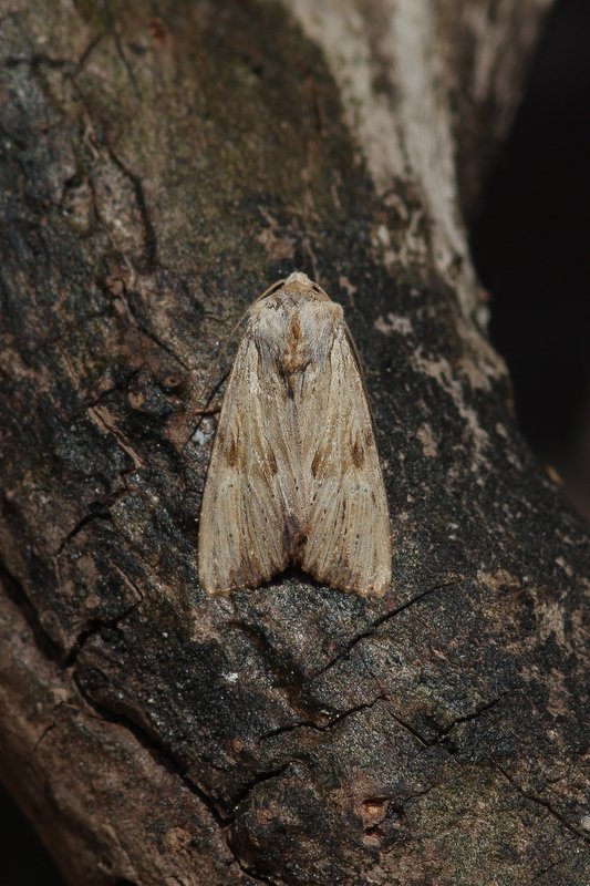 Apamea lithoxylaea - Bleke grasworteluil