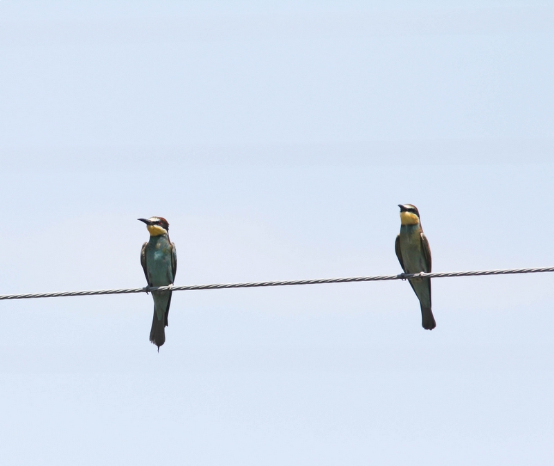 Bijeneter -  European bee-eater - Merops apiaster