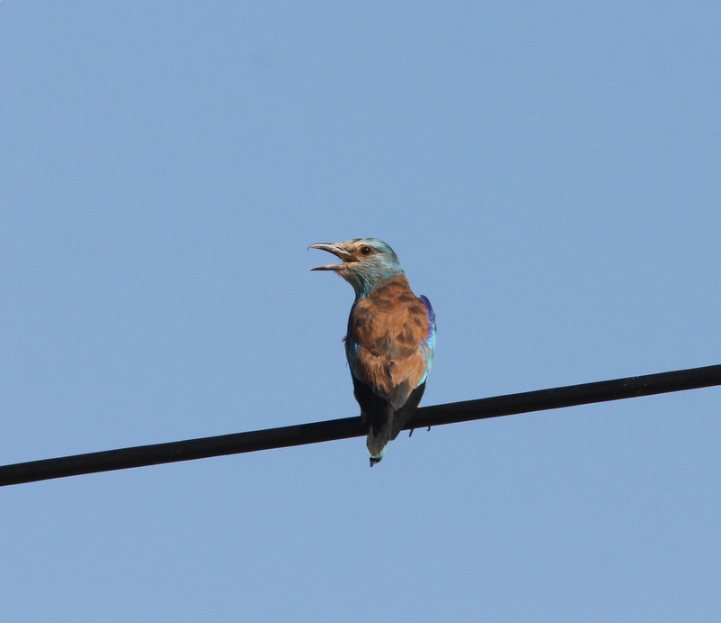 Scharrelaar - European roller - Coracias garrulus