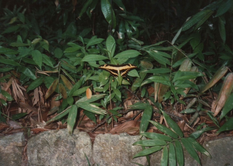 Papilio thoas.