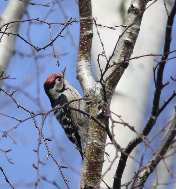 Kleine bonte specht - Lesser spotted woodpecker - Dryobates minor