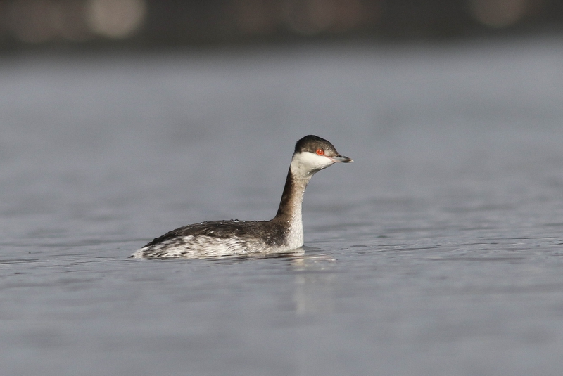 Kuifduiker -  Horned grebe - Podiceps auritus