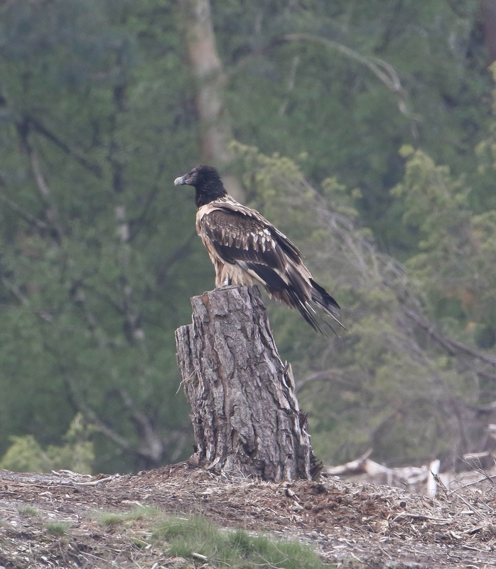 Lammergier - Bearded vulture - Gypaetus barbatus