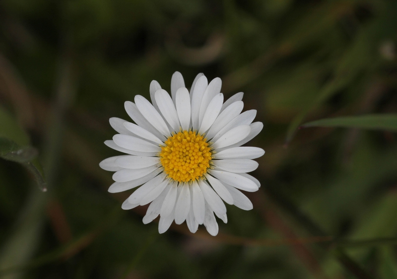 Madeliefje - Daisy - Bellis perennis