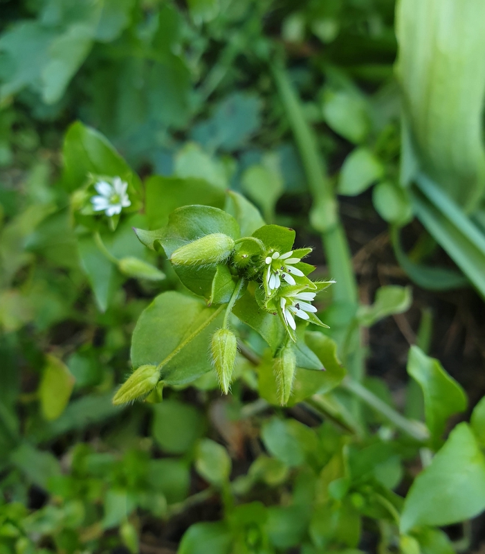 Vogelmuur - Stellaria media