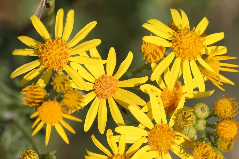 Jakobskruiskruid - Jacobaea vulgaris