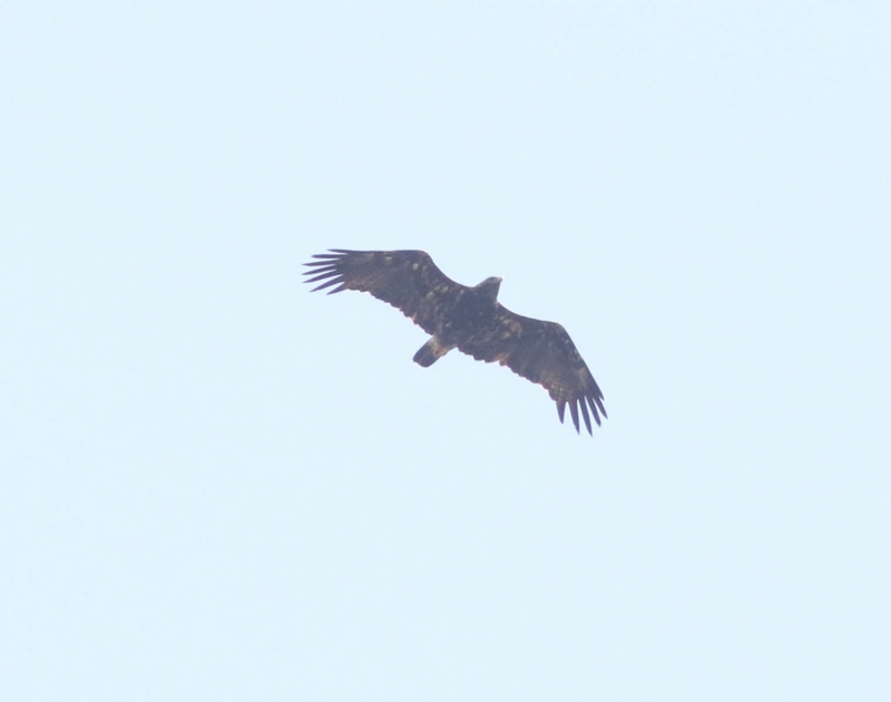 Keizerarend - Aquila heliaca