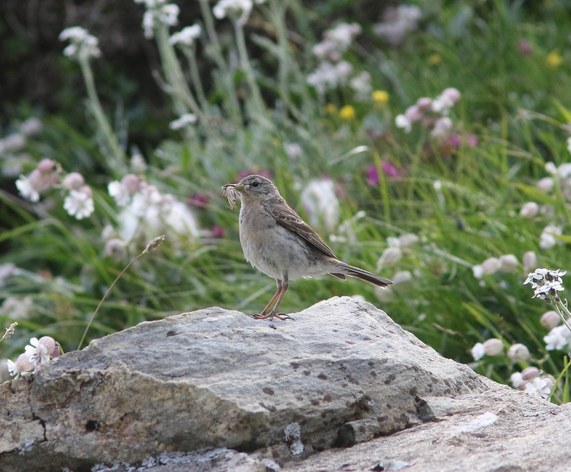 Waterpieper - Anthus spinoletta