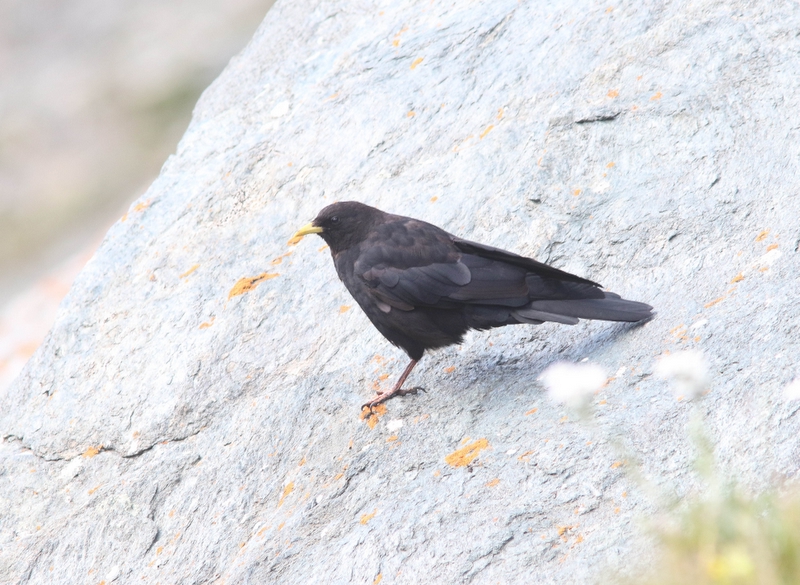 Alpenkauw - Pyrrhocorax graculus