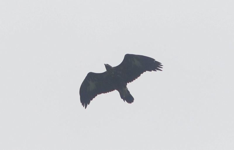 Steenarend - Aquila chrysaetos