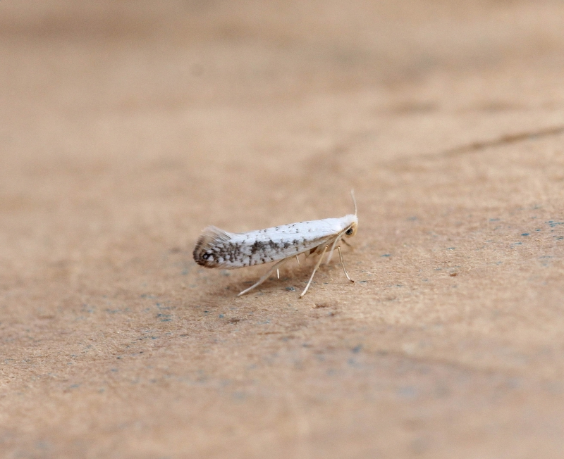 Argyresthia retinella - Gevlekte pedaalmot