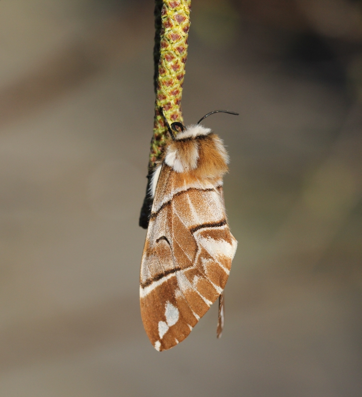 Endromis versicolora - Gevlamde vlinder