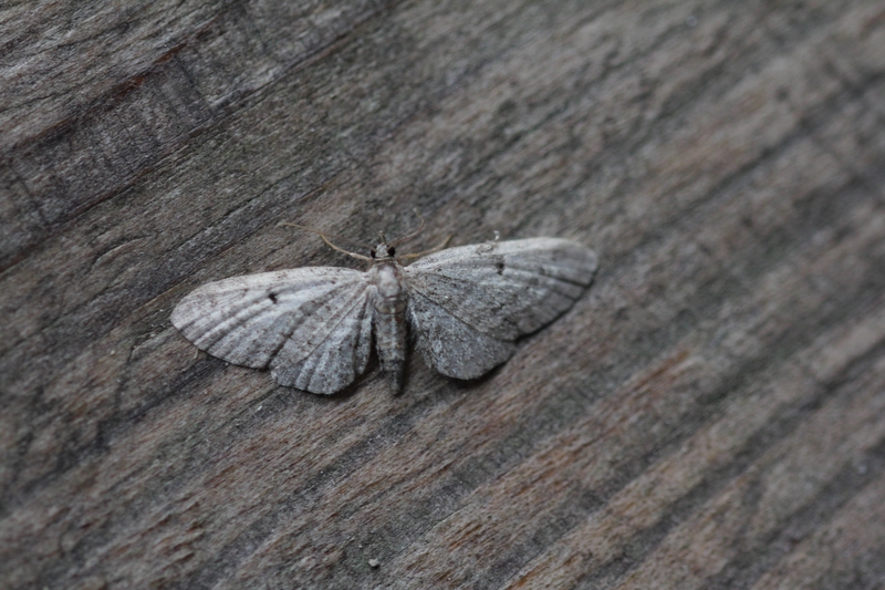 Eupithecia tenuiata - Wilgendwergspanner 