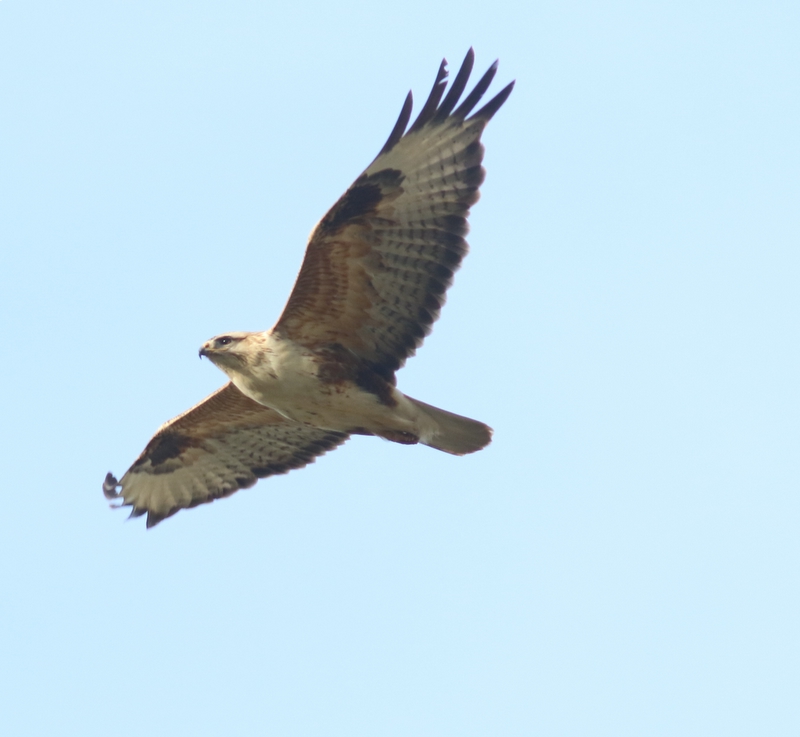 Mongoolse buizerd - Upland buzzard - Buteo hemilasius