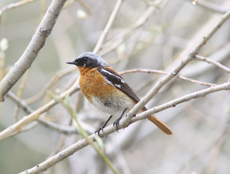 Eversmanns roodstaart - Eversmanns redstart - Phoenicurus erythronotus