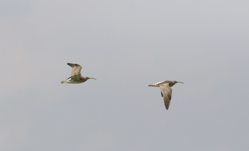 Regenwulp - Whimbrel - Numenius phaeopus