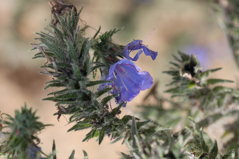 Slangenkruid - Echium vulgare 