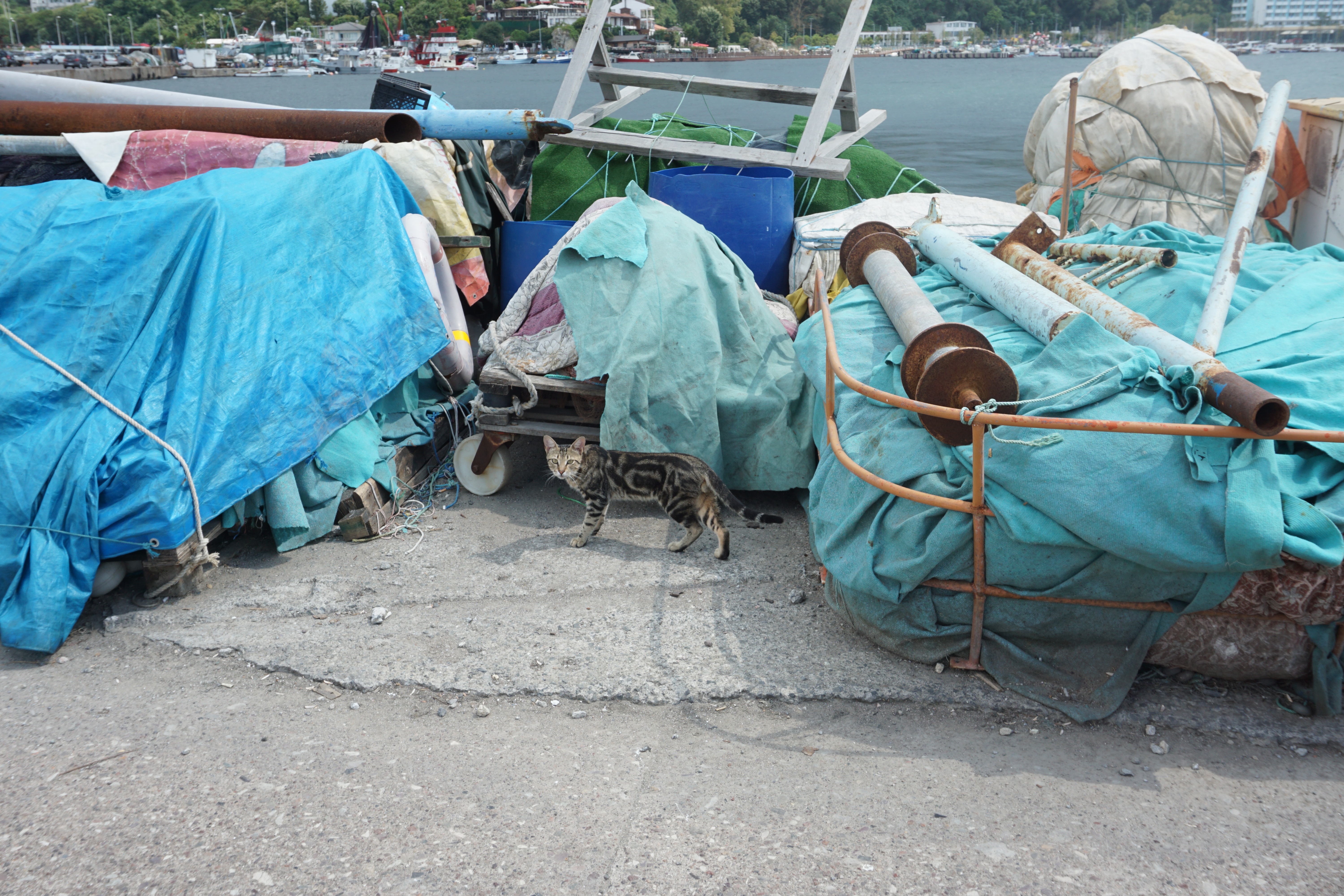 DSC05455.JPG