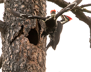 Pileated Woodpecker