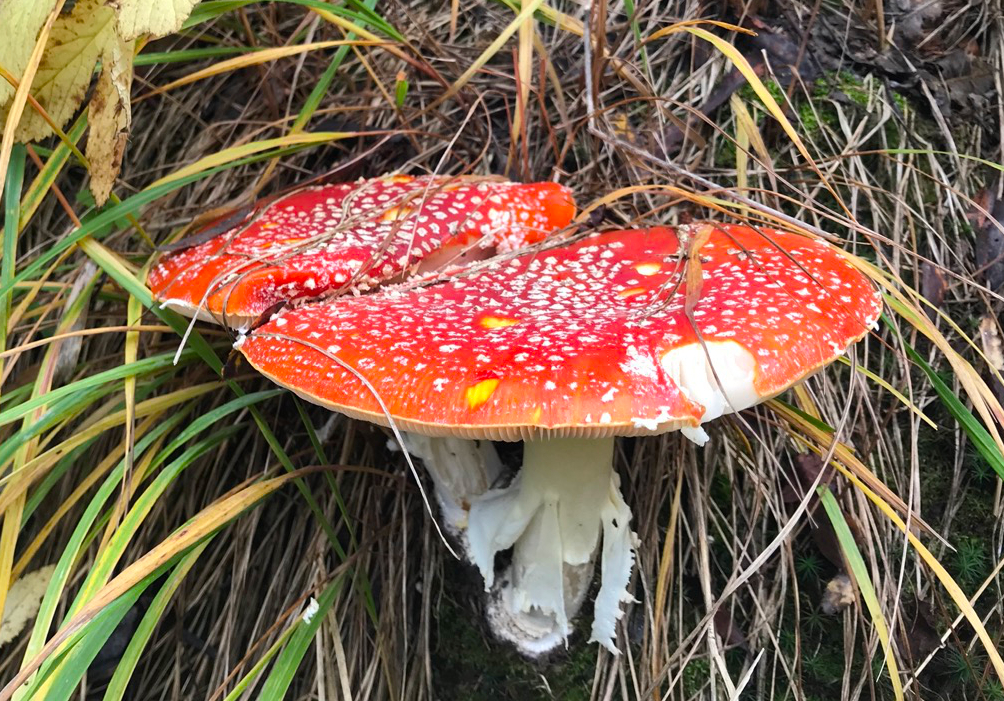 Amanita Muscaria