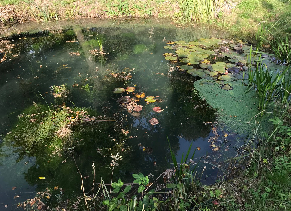 Strassoldo risorgiva pool