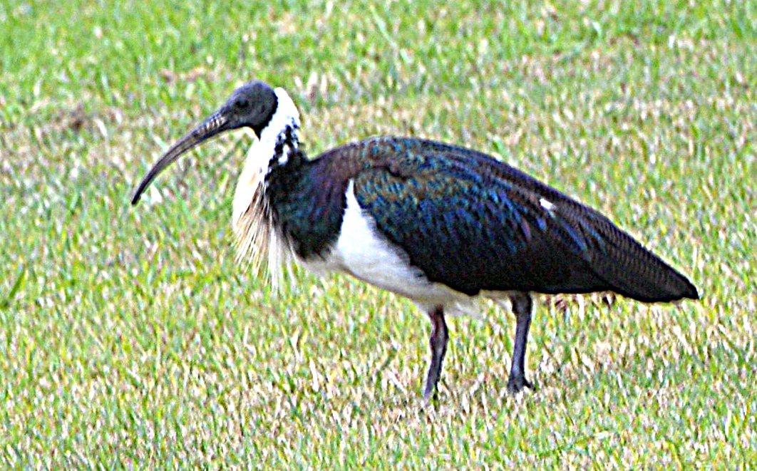  Straw necked ibis