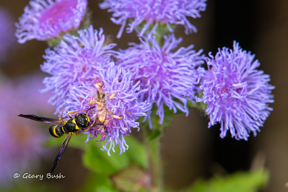 DSC_9259-EditS.JPG