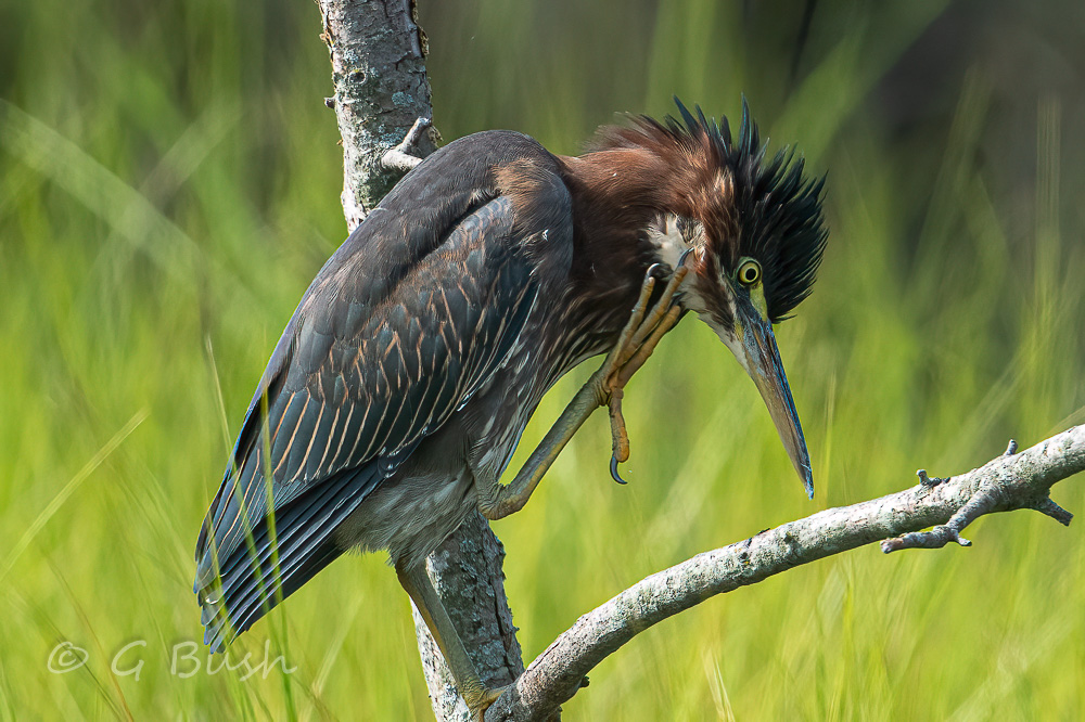 DSC_2232-Edit-S.JPG