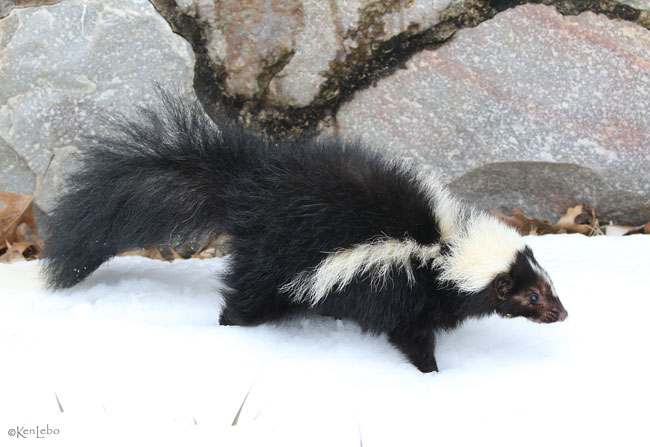 Striped Skunk