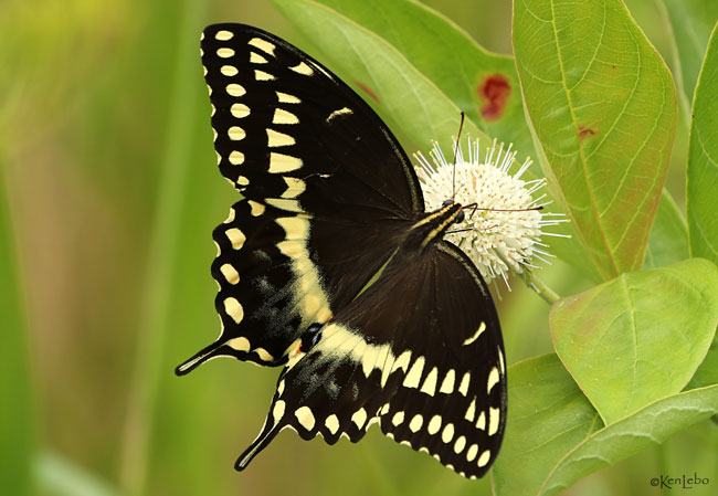 Palamedes Swallowtail
