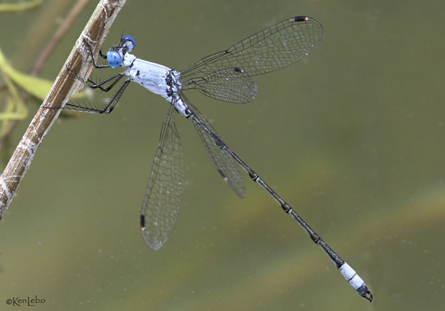 Chalky Spreadwing Lestes sigma