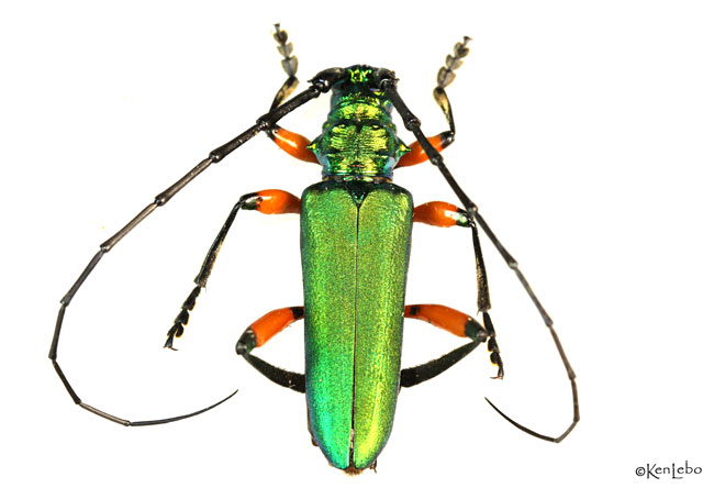 Bumelia Borer - Plinthocoelium suaveolens 