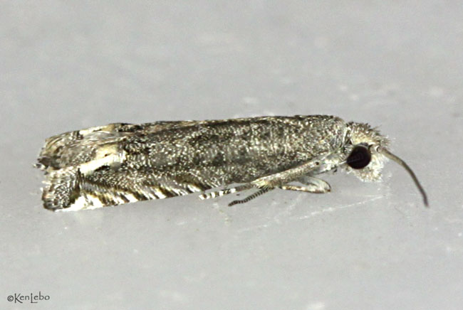 Ragweed Borer Moth Epiblema strenuana #3172