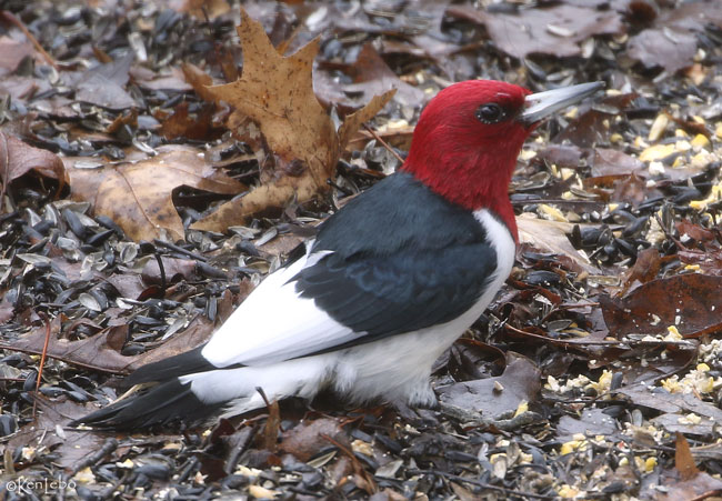 Red-headed Woodpecker