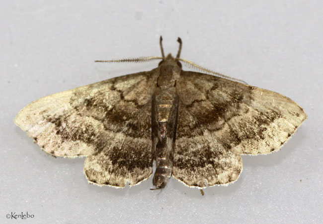 Black-banded Owlet Moth Phalaenostola larentioides #8364
