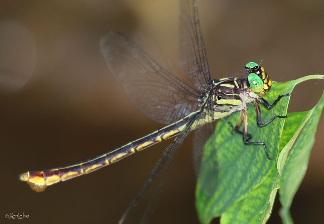 Lauras Clubtail Stylurus Laurae