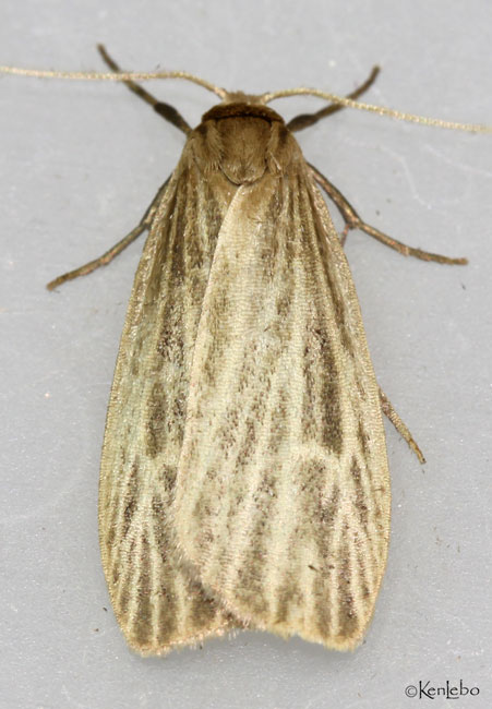 Pale Lichen Moth Crambidia pallida #8045.1