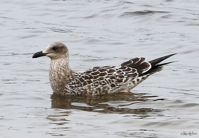 Lesser Black Backed Gull