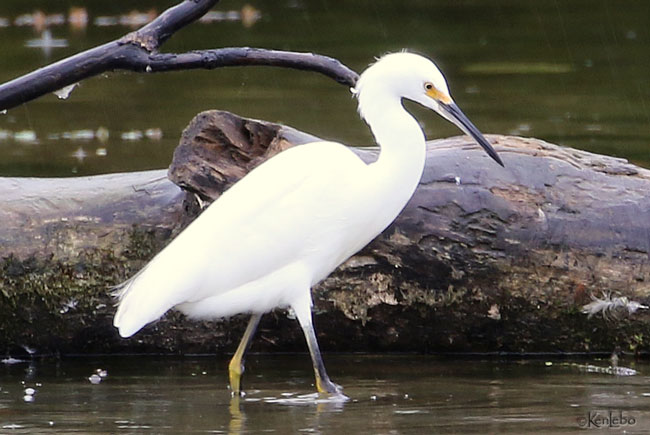 Snowy Egret