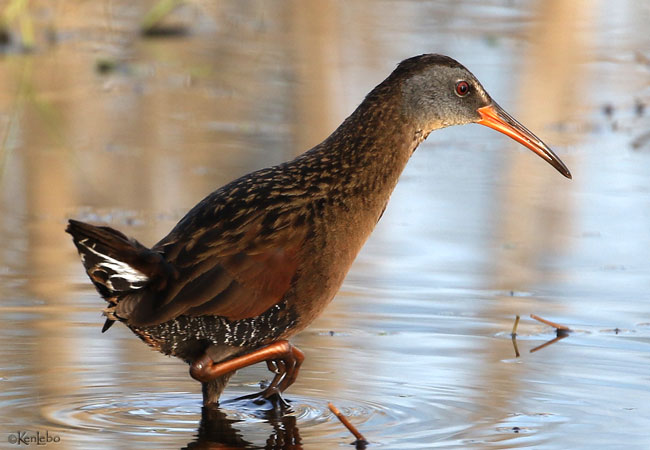 Virginia Rail