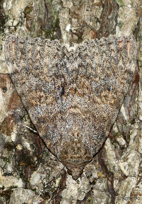 Joined Underwing Catocala junctura #8829