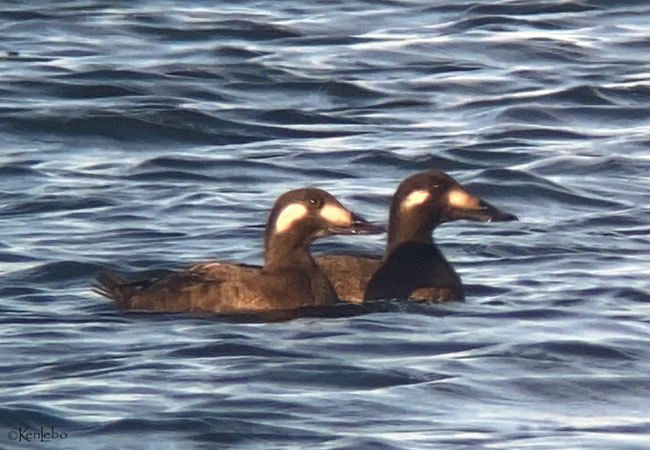 White-winged Scoter