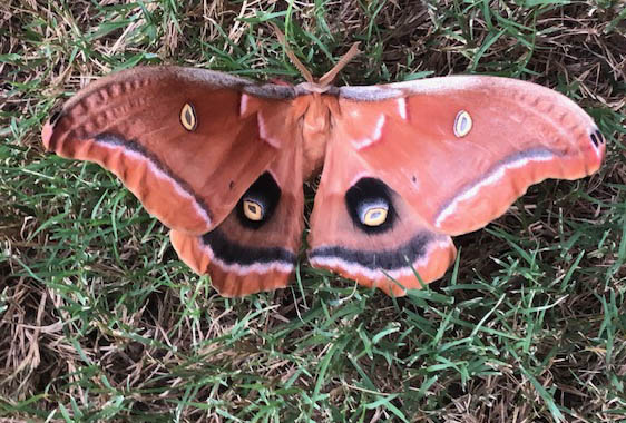 Moth
