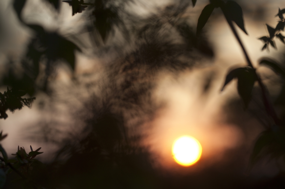 vegetal sunset