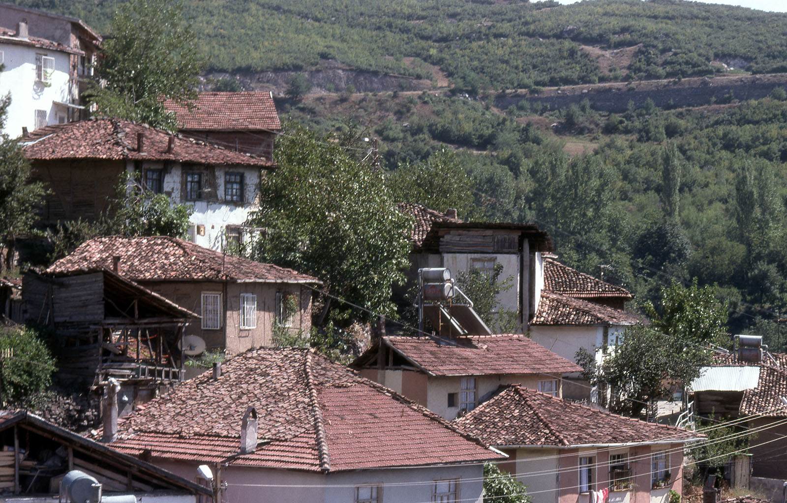 Black sea Niksar x 065.jpg