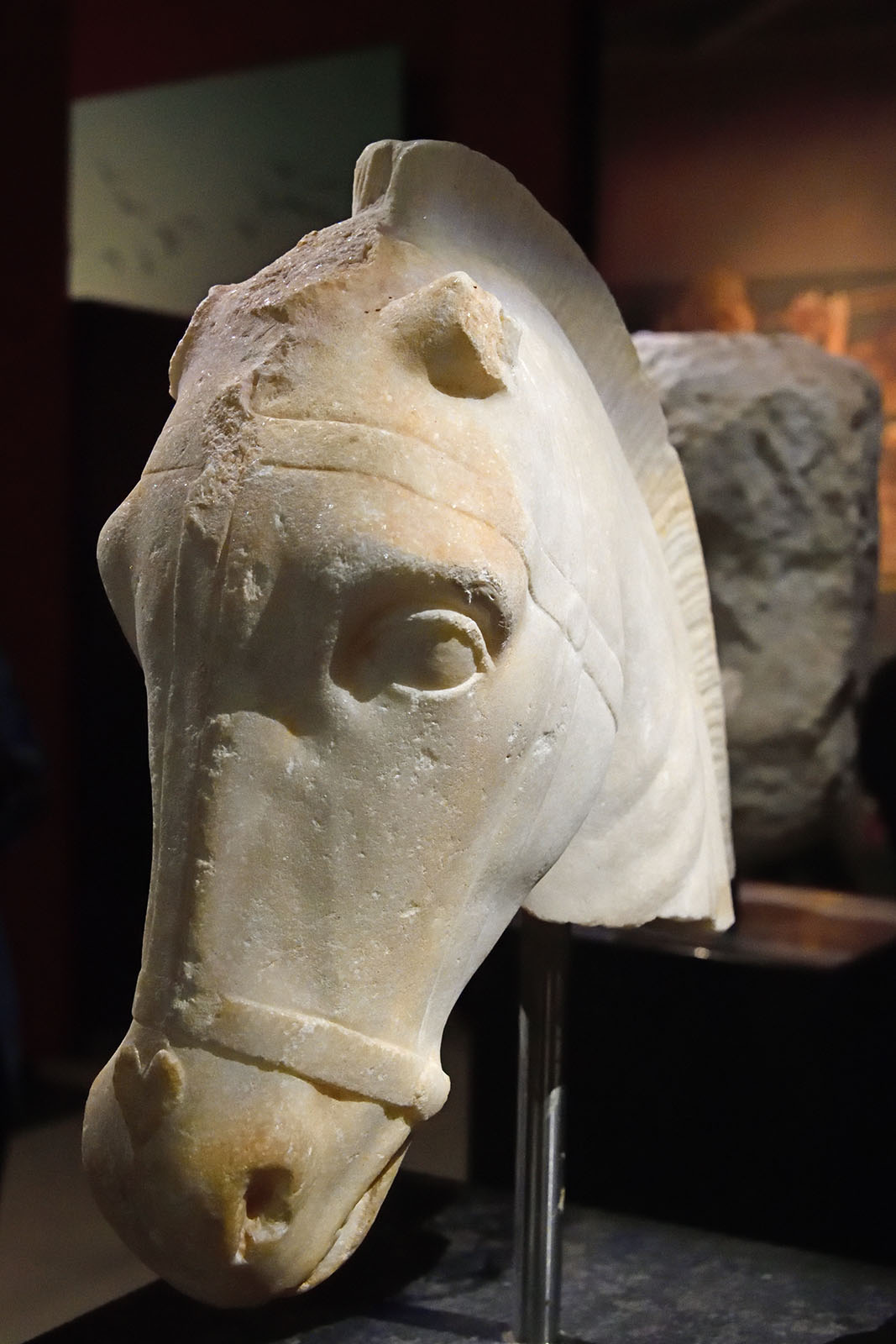 Istanbul Archaeology Museum Horses head 2nd half  5th C BCE 3605.jpg