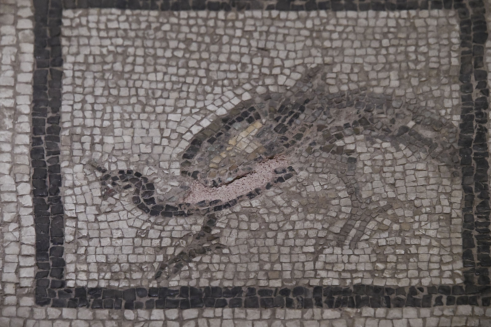 Gaziantep Zeugma Museum Eros mosaic in 2024 7885.jpg