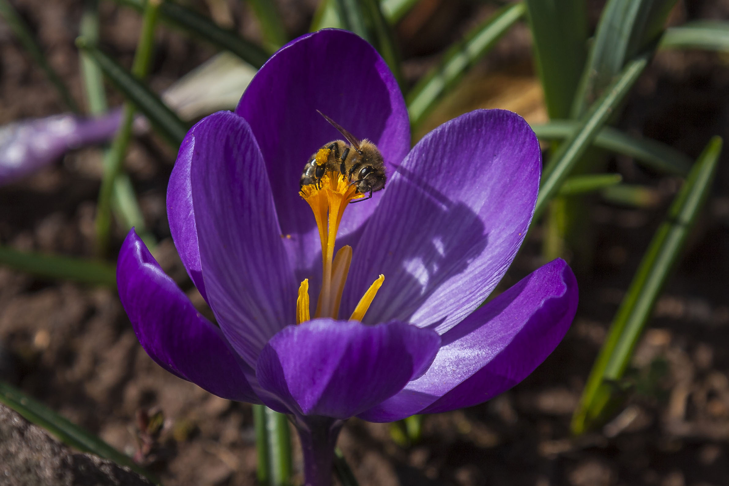 Crocus and bee