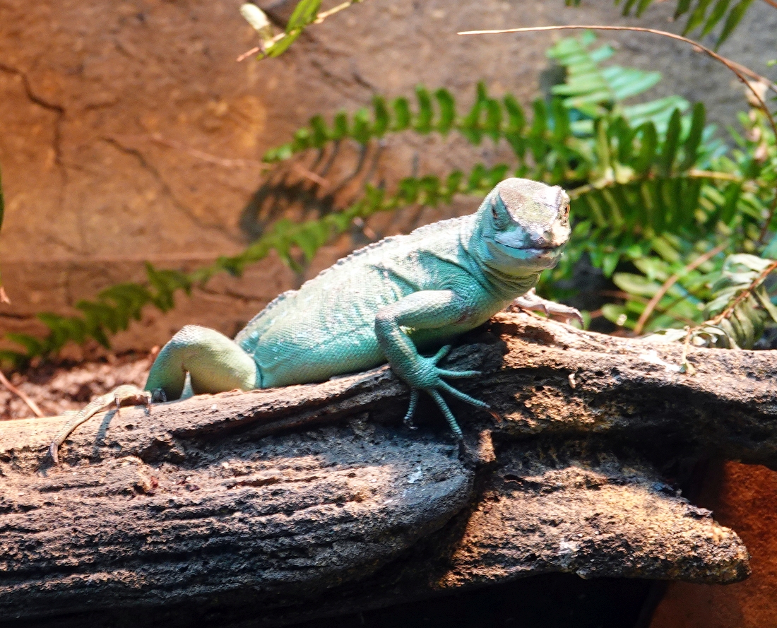 Plumed Basilisk